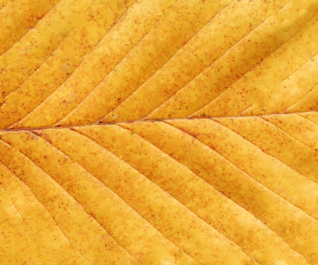 Colorful autumn leaf closeup