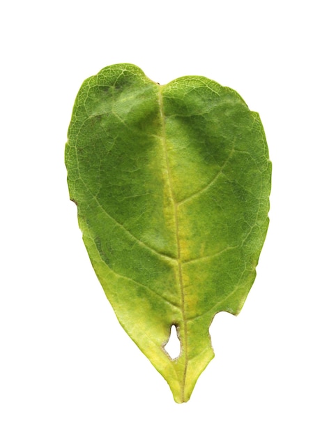 Colorful autumn leaf isolated on white background