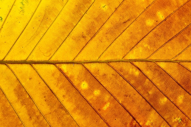 Foto trama colorata foglia d'autunno