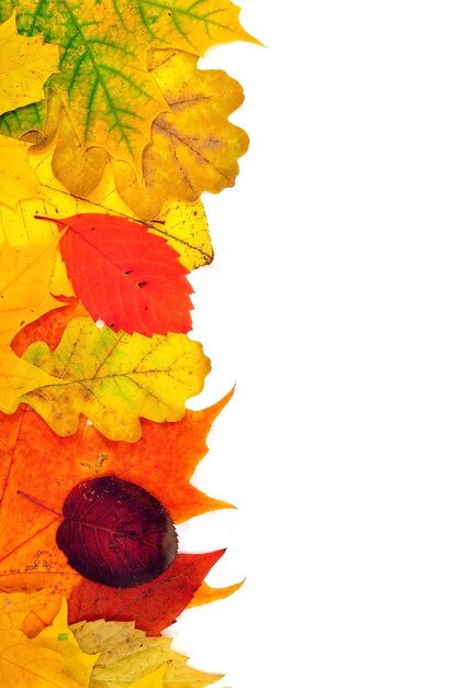 A colorful autumn leaf on a white background