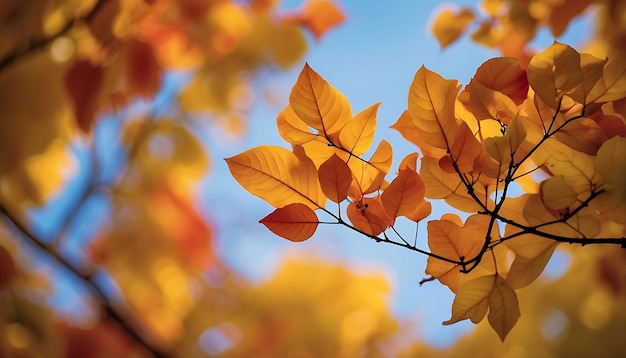 Colorful autumn leafy tree branch