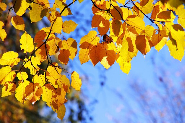 Colorful Autumn Leaves against blue sky