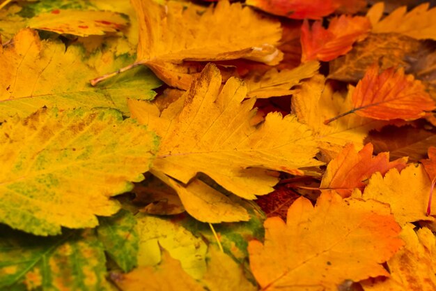 Colorful autumn leaves Autumn background The basis for the postcard