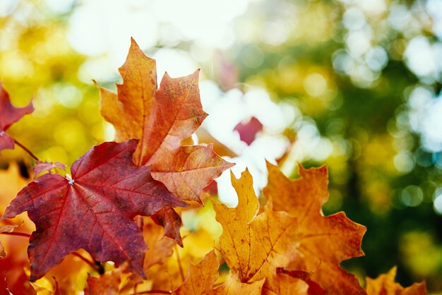 Colorful autumn leaves background