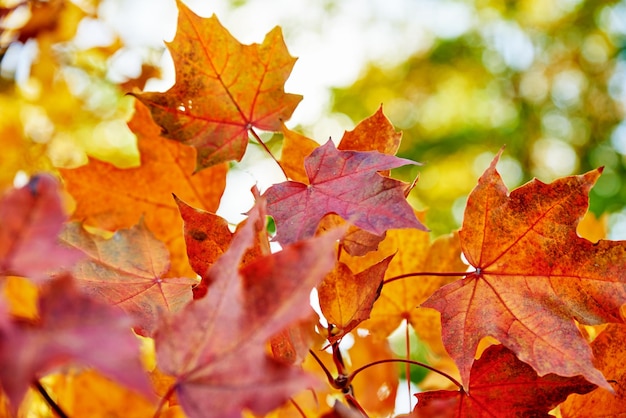 Colorful autumn leaves background