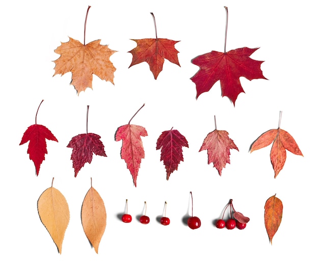 Colorful autumn leaves and berries set isolated on white background