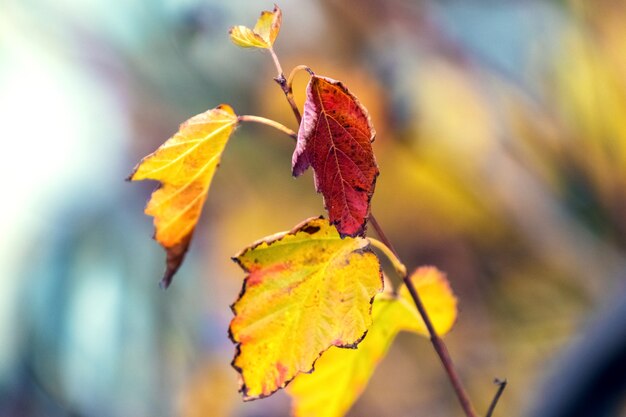 Colorful autumn leaves on a blurred background in warm colors