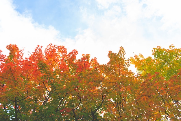 Красочные осенние листья меняют цвет на красный в Японии.