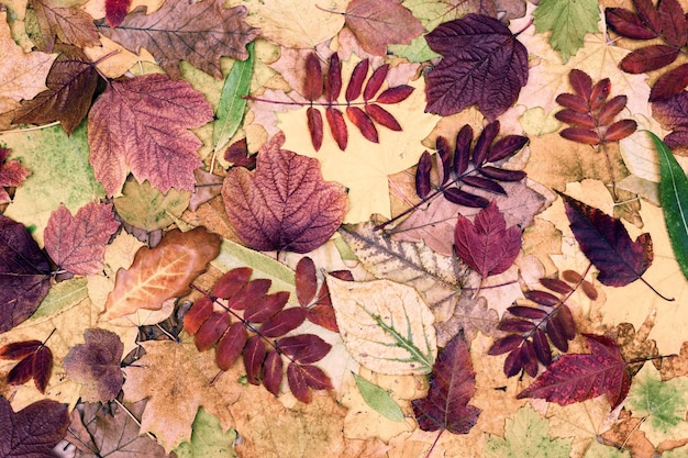 カラフルな紅葉構成。木の葉のパターン。秋の季節の美しい自然の背景