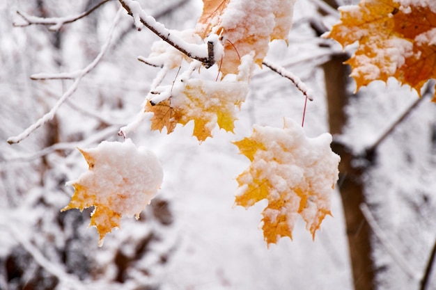 Colorful autumn leaves covered by snow First snow in city park