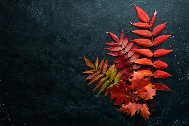 Colorful autumn leaves flat lay on a black stone background top view free space for your text