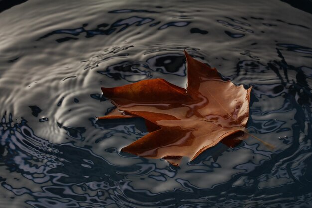 Foto foglie autunnali colorate che galleggiano nell'acqua del lago stagno foglia autunnale foglie della stagione autunnale nella pozzanghera di pioggia w