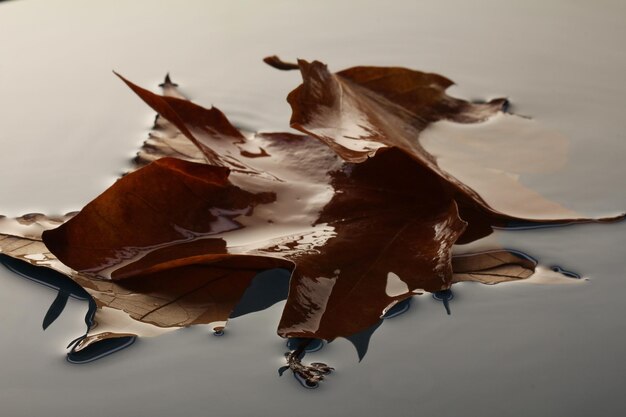 Foto foglie autunnali colorate che galleggiano nell'acqua del lago stagno foglia autunnale foglie della stagione autunnale nella pozzanghera di pioggia w