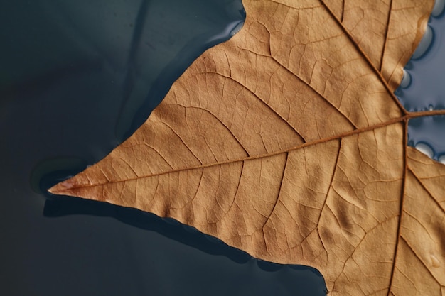 Foto foglie autunnali colorate che galleggiano nell'acqua del lago stagno foglia autunnale foglie della stagione autunnale nella pozzanghera di pioggia w