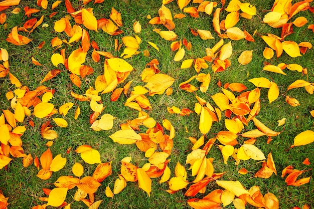 Colorful autumn leaves on grass