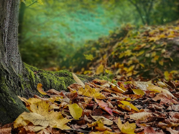 Colorful autumn leaves on the green grass in a sunny day