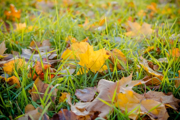 Colorful autumn leaves on the ground.