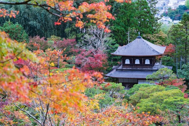 写真 庭の紅葉