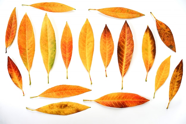 Colorful autumn leaves isolated on white background.