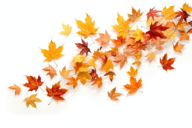 colorful autumn leaves on an isolated white background