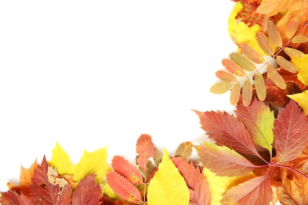 Colorful autumn leaves isolated on white