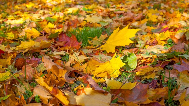 Colorful autumn leaves lying on ground. Selective focus