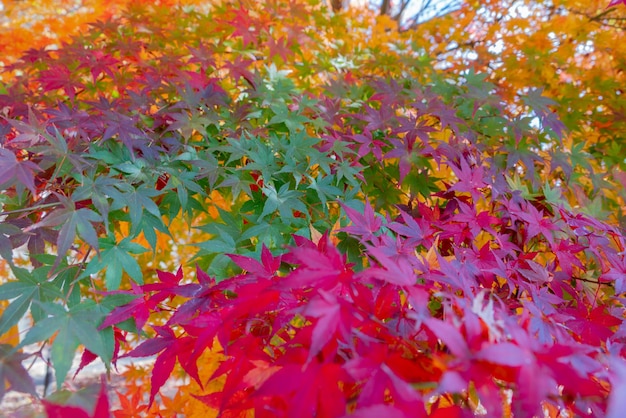 Colorful autumn leaves nature background