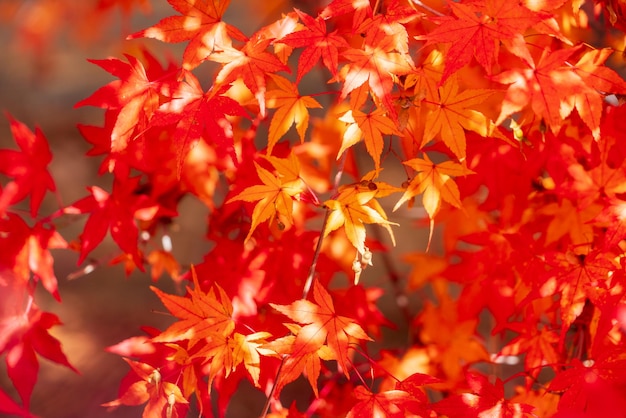 Colorful autumn leaves nature background