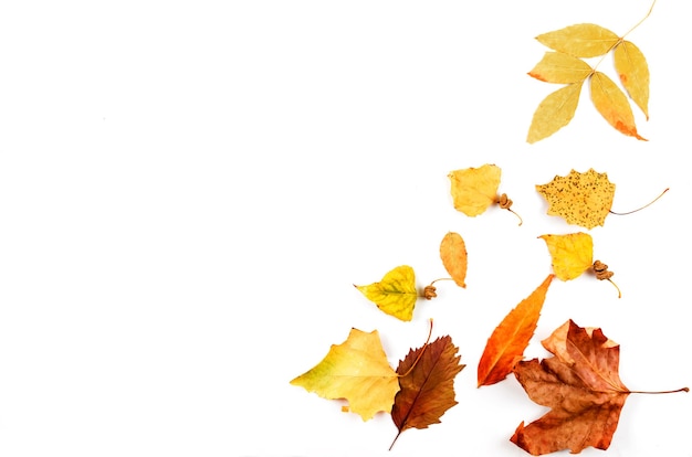 Foto foglie di autunno variopinte e zucca su fondo bianco