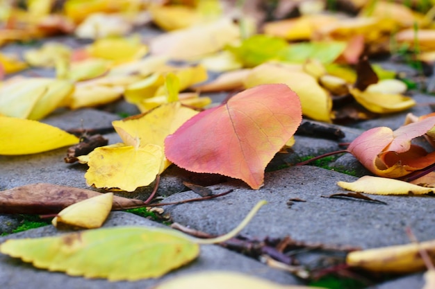 Colorful autumn leaves on the road. Selective soft focus.