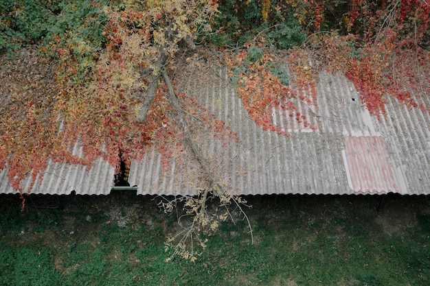 Photo colorful autumn leaves on the roof