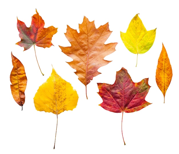 Colorful autumn leaves set isolated on white background