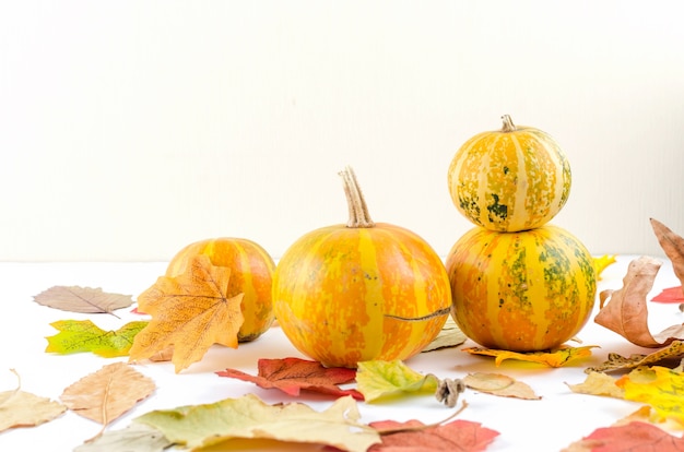 Colorful autumn leaves and small pumpkins