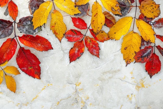 Photo colorful autumn leaves of staghorn sumac tree on the light stone background