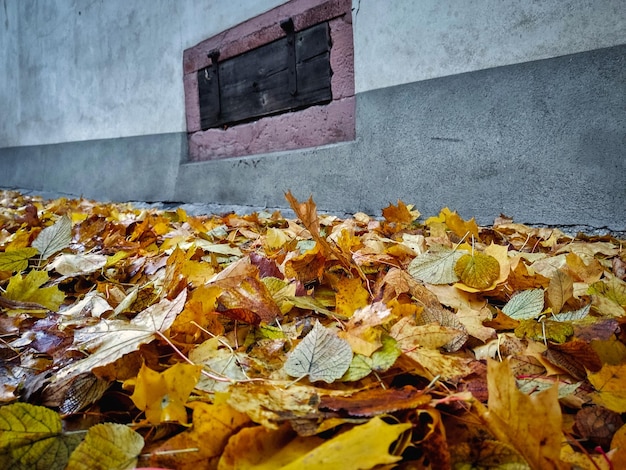 Colorful autumn leaves on the street