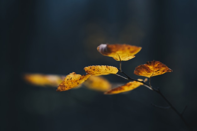 Разноцветные осенние листья растягиваются на фоне темных теней в лесу