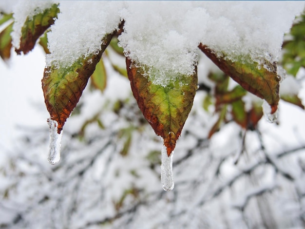 Colorful autumn leaves of the tree covered with snow