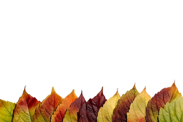 Photo colorful autumn leaves on white background copy space concept background