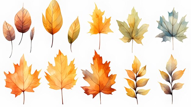 colorful autumn leaves on white background fall season concept