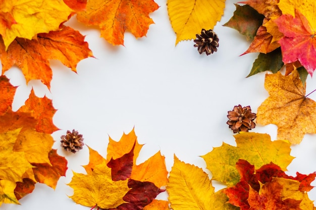 Colorful autumn leaves on white background