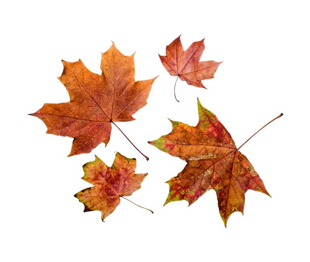 Colorful Autumn leaves on white background