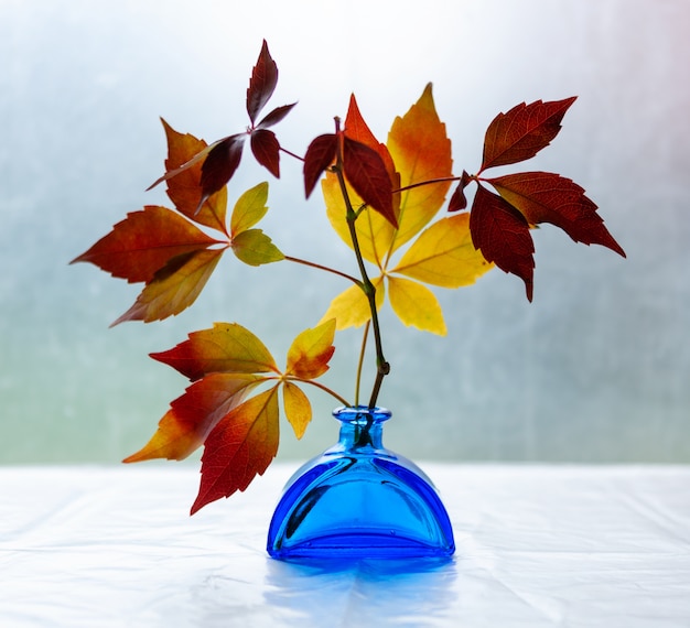 Colorful  autumn leaves of wild grapes in a blue vase, 