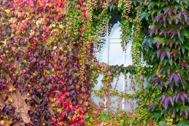 Красочные осенние листья с избирательным фокусом, текстура осенних листьев