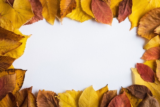 Colorful autumn leaves with white blank card