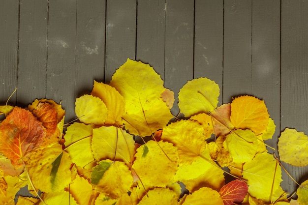 Colorful autumn leaves over wood  with copy 