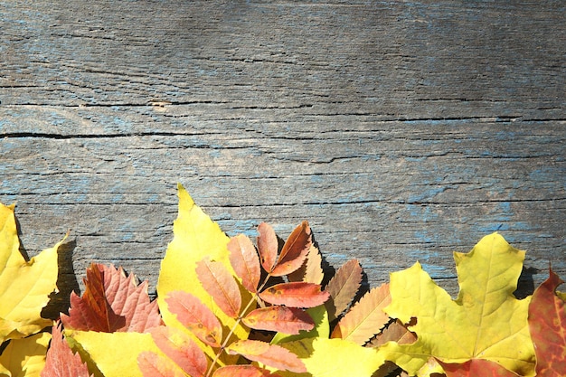 Colorful autumn leaves on wooden background