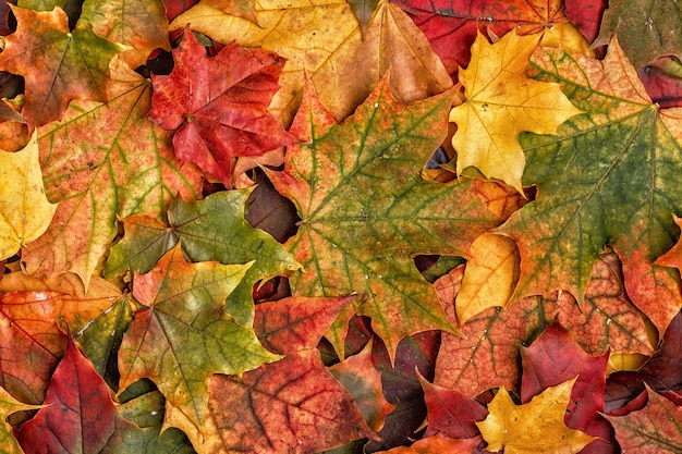 Colorful autumn leaves