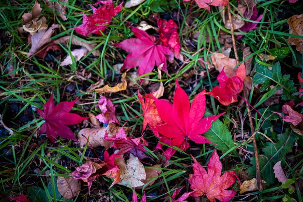 Photo colorful autumn leaves