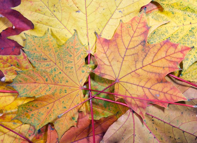 Colorful autumn maple leaf background
