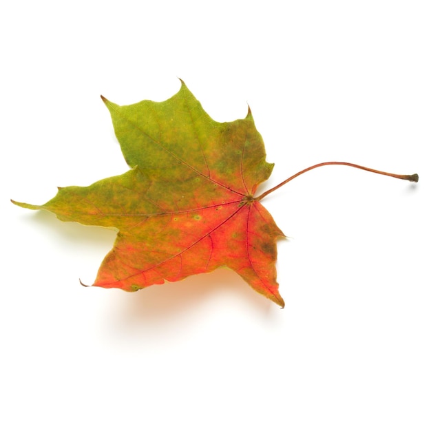 Colorful autumn maple leaf isolated on white